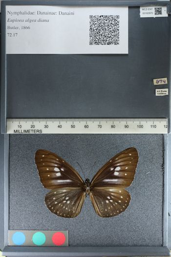 Media type: image;   Entomology 160975